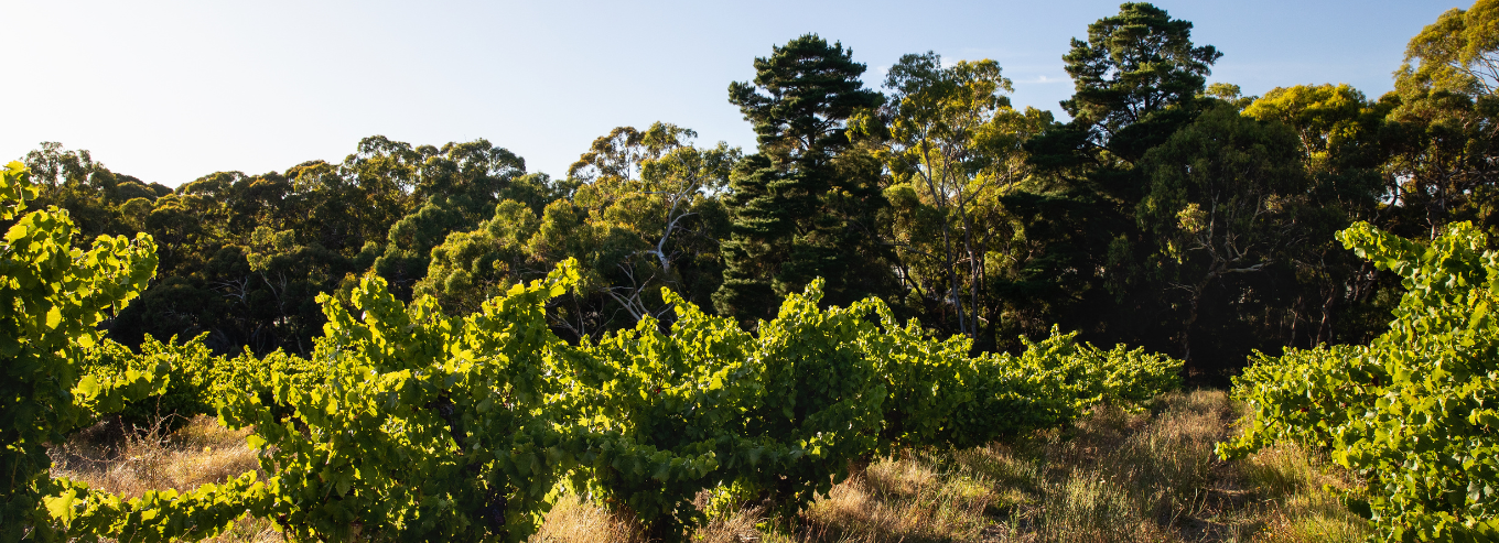 Willunga 100 Wines